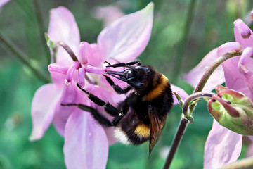 Bumblebee close-up on a pink flower in the garden