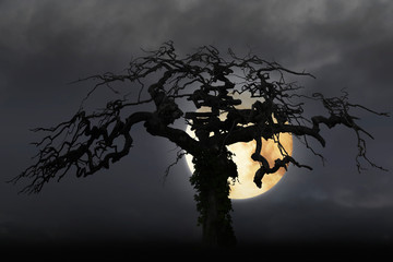 spooky bare tree on moody sky with full moon.