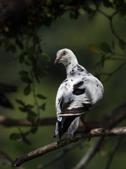 pigeon on a branch
