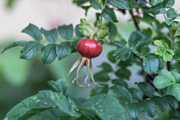 Red rosehip ripen on the bush. Summer time.