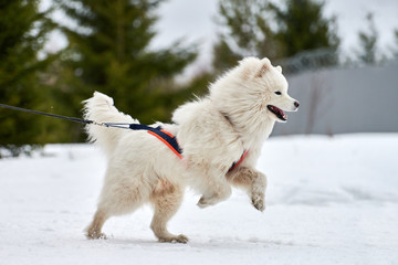 Running Samoyed dog on sled dog racing
