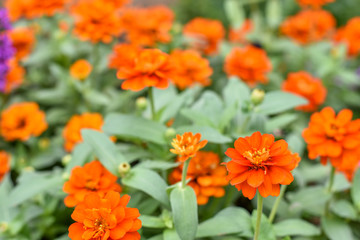 Many small orange flowers for background.