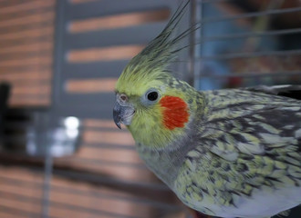 Nymphensittich Weibchen