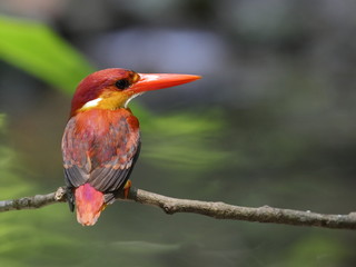 rufous-backed kingfisher