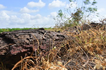 Fototapeta na wymiar Close up of cutted tree trunk landscape image .