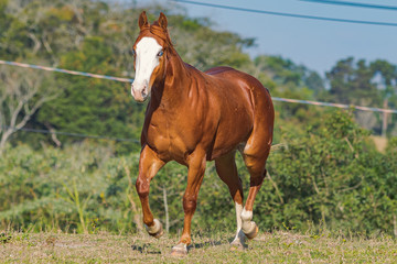 Fototapeta premium Quarter Horse Źrebię