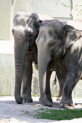 asiatischer_Elephant