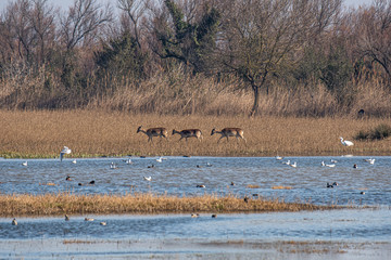 Gamos en la distancia.