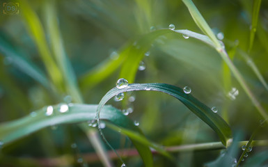 Amazing water droplet on leaf