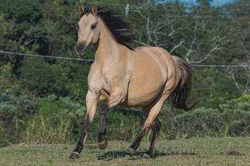 Potro Quarto de Milha