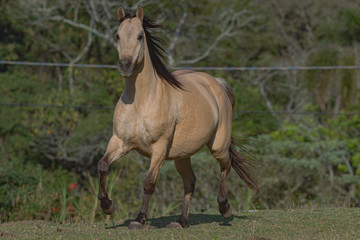 Obraz premium Potro Quarto de Milha