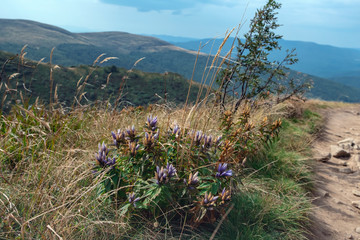 Plant with violet flowers near wild path in polish  Bieszczady mountains © Piotr Gdula