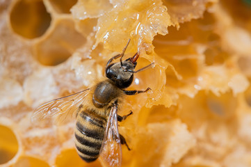 Nahaufnahme einer Hinig Biene auf einer Bienenwabe