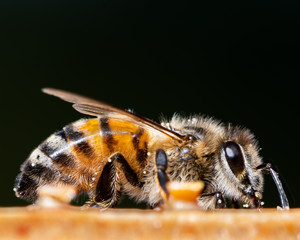 Nahaufnahme einer Honig Biene auf einer Bienenwabe