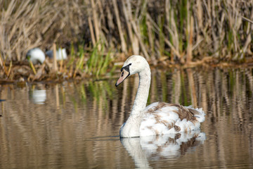 Naklejka na ściany i meble A young swan floating in the water