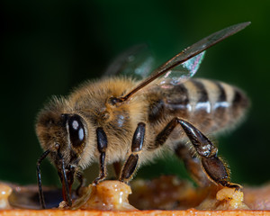Nahaufnahme einer Honig Biene auf einer Bienenwabe