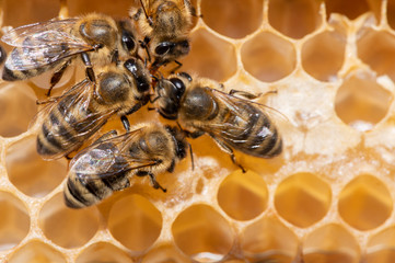 Nahaufnahme von Honig Biene auf einer Bienenwabe