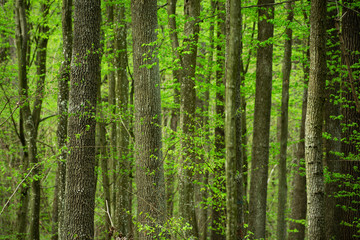 Fototapeta na wymiar Dense forest with green leaves, many tree trunks
