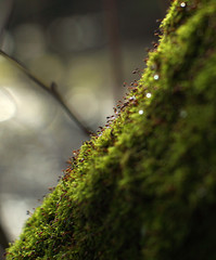 Micro plants and water droplets on the surface of fluffy green moss