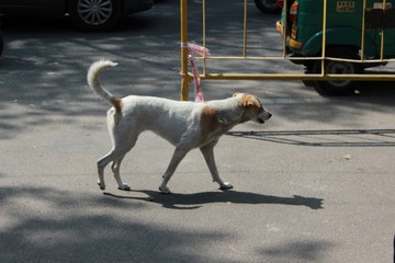 dog on the street