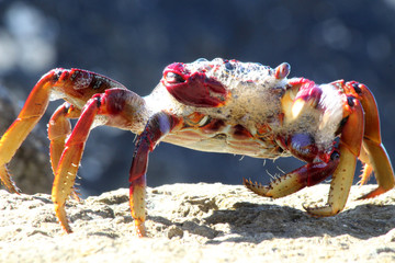 rote_Klippenkrabbe