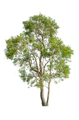 a big tree beautiful green leaves and branch isolated on white background cut out with clipping...
