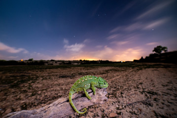 Camaleon de noche © Carlos Sáez