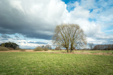A large tree without leaves on a green meadow and clouds in the sky