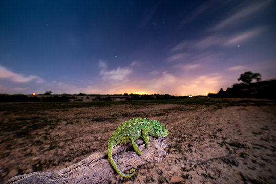 Camaleon de noche