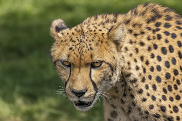 Close-up portrait of a cheetah on a green backgroundc. (Acinonyx jubatus) is a feline beast, known as the fastest land animal