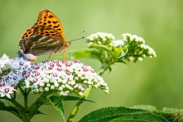 Mariposa en flores