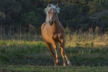 Fototapeta premium Potro Quarto de Milha