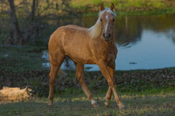 Obraz premium Potro Quarto de Milha