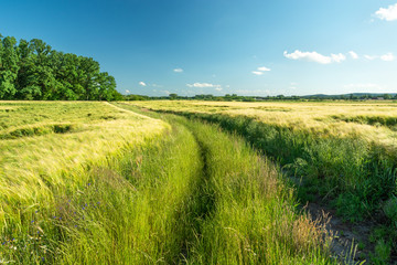 Fototapeta na wymiar Grassy road and barley fields, forest and blue sky