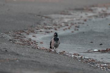 hooded Crow
