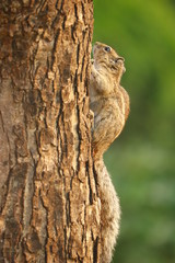 squirrel on tree