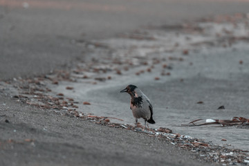 hooded Crow
