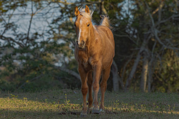 Fototapeta premium Potro Quarto de Milha