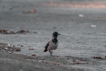 hooded Crow