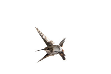 Immature male Anna's hummingbird with wings forward in flight looking to the left on a white background