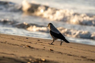 Hooded Crow