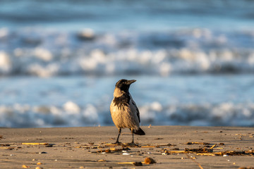 Hooded Crow