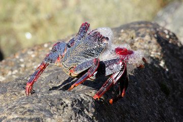 rote_Klippenkrabbe