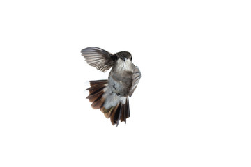 Female Anna's hummingbird looking at the camera with wings forward in flight on a white background
