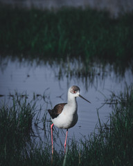 Black-winged Stilt