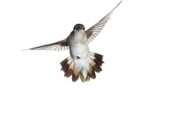 Female Anna's hummingbird facing the camera with wings spread in flight on a white background