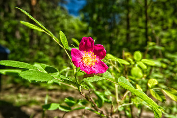 Flower in the forest