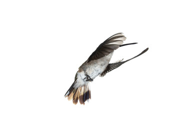 Female Anna's hummingbird in flight with wings forward on a white background. 