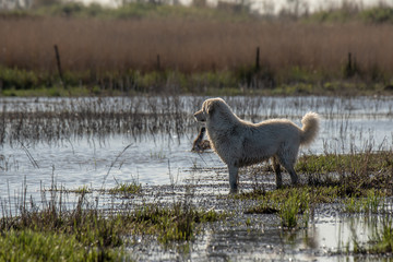 White Dog on a Swamp