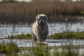 White Dog on a Swamp